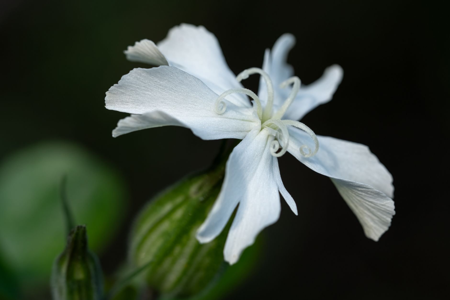 Detailed macro shot of a white Silene flower with soft natural light and a blurred background.